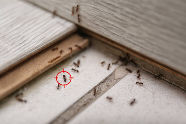 Best Ant Control Services  in Wood Dale, IL