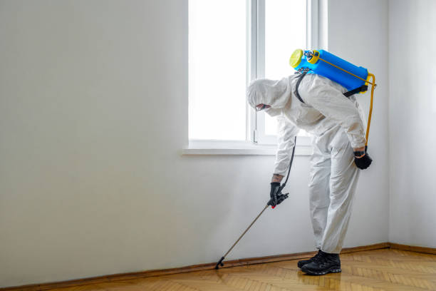 Best Local Pest Control Services  in Wood Dale, IL