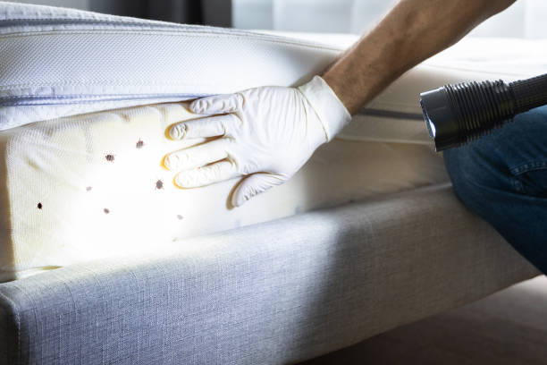 Best Residential Pest Control  in Wood Dale, IL