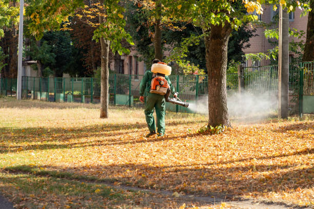 Best Bed Bug Extermination  in Wood Dale, IL