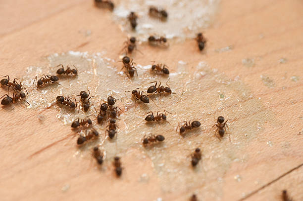 Best Ant Control Services  in Wood Dale, IL