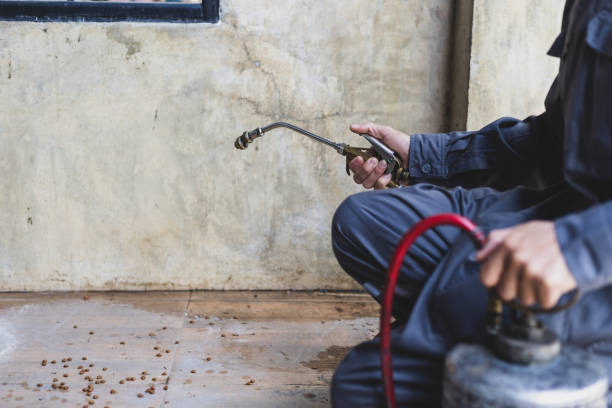 Best Rat Extermination Near Me  in Wood Dale, IL